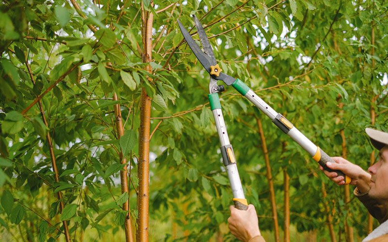 Tree trimming in Verner, WV