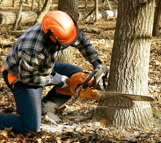 Tree Removal in Verner, WV
